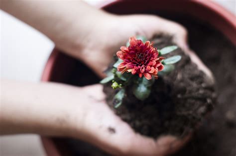 How to Overwinter Perennial Mums | Jung Seed's Gardening Blog