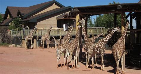 Tickets, Prices & Discounts - Cheyenne Mountain Zoo (Colorado Springs)