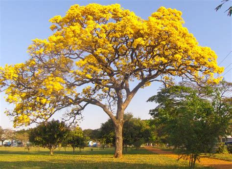 Pin em Botânica: árvores, plantas, vegetação...