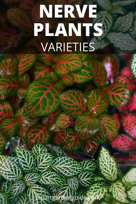 Nerve Plant Care - How To Grow Fittonia Plants - Smart Garden Guide