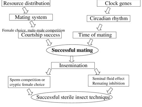 External Fertilization Diagram