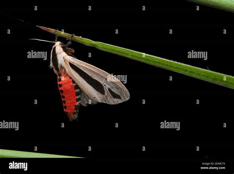 Moth creatonotos gangis hi-res stock photography and images - Alamy