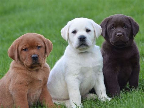 Lab Puppies for Sale - This Dog Takes America's Top Spot! - Petland ...