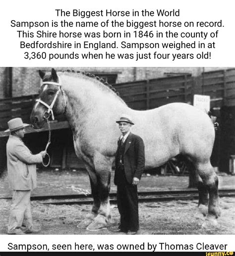 The Biggest Horse in the World Sampson is the name of the biggest horse ...