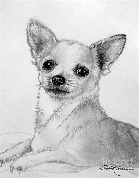 chihuahua coloring pages | Chihuahua drawing, Dog drawing, Chihuahua art