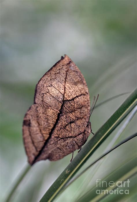 Dead Leaf Butterfly Macro Photograph by Brandon Alms - Pixels