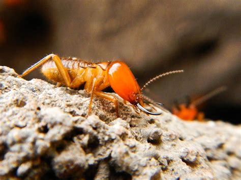 Wild Facts Sabi Sabi Private Game Reserve | Termites