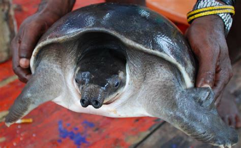 Attempted Smuggling of Over 7,600 Rare Baby Turtles Foiled in Indonesia :: ANNAMITICUS