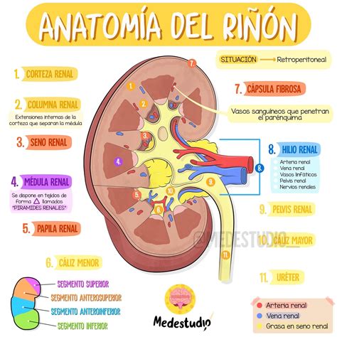 Corea temporal Manual anatomia del riñon dibujo espada Por favor mira Rascacielos