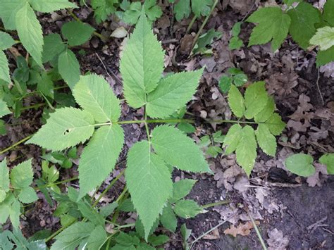 Aegopodium podagraria (Bishop's goutweed, Bishops' Weed, Bishopweed, Gout Weed, Ground Elder ...