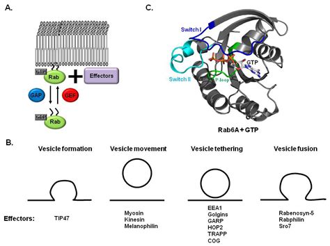 IJMS | Free Full-Text | Structural Basis of Membrane Trafficking by Rab ...