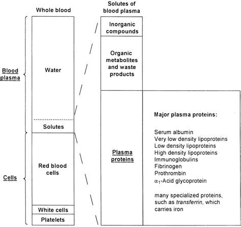 Chemical Makeup Of Blood Plasma - Makeup Vidalondon