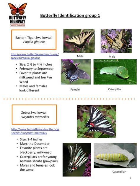 Pollinator ID Guide - North Carolina Wildlife Federation