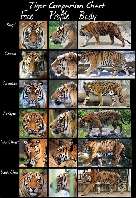 Tiger Subspecies Comparisons | Lions and Tigers(No Bears) | Pinterest ...