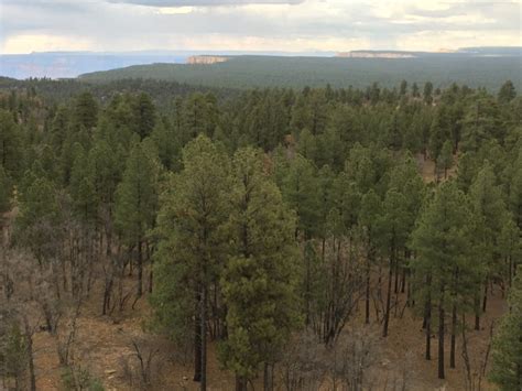 Kaibab National Forest - Tales from the Desert Kaibab National Forest ...