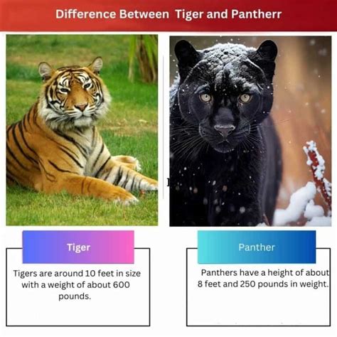 Tiger vs Panther: Difference and Comparison