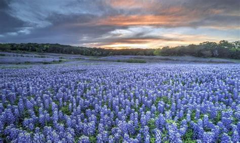 Download "The Lone Star State: Explore the Iconic Beauty of Texas ...