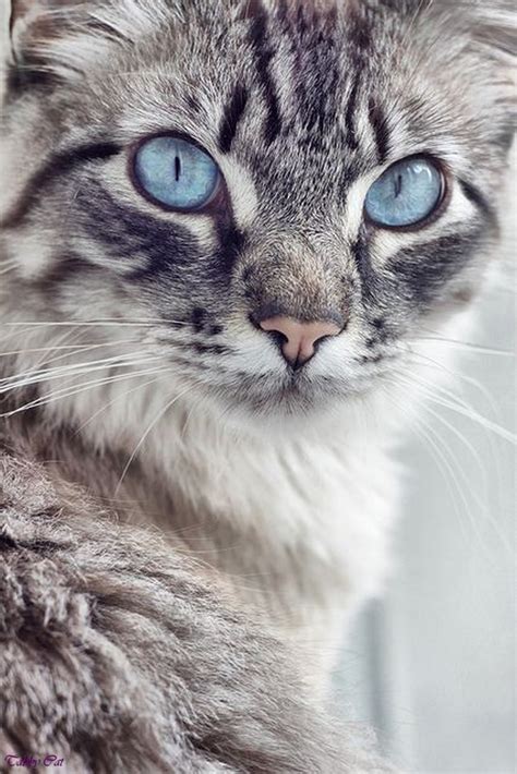 Image - Grey-tabby-cat-with-blue-eyes-dark-grey-tabby-cat-black-tabby ...