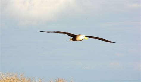 Galapagos Waved Albatross - Facts & Habitat Information