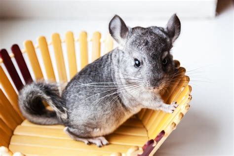 13 Low-Maintenance Pets That Are Still Fun and Lovable | Reader's Digest