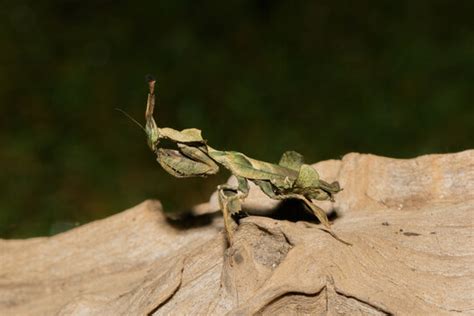 "Ghost Mantis" Images – Browse 246 Stock Photos, Vectors, and Video ...