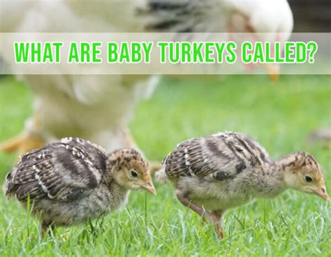 What Are Baby Turkeys Called? - Sand Creek Farm