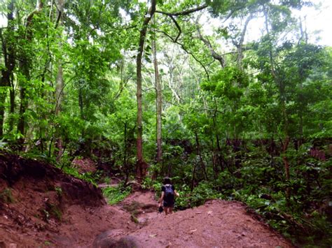 Path Calabazo Tayrona Colombia Park Tayrona National Park, Secrets Revealed, New Travel, Travel ...