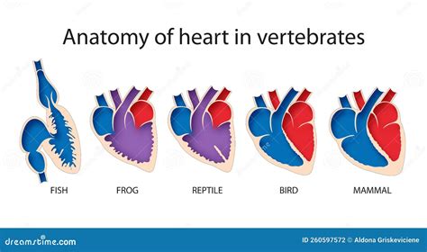 Comparative Anatomy Of Heart In Vertebrates Royalty-Free Stock Photography | CartoonDealer.com ...