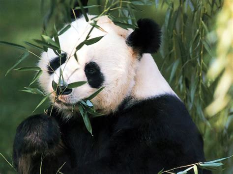 Panda Bear - Type Animal