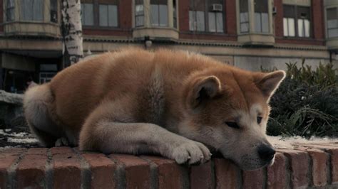 Hachiko Movie