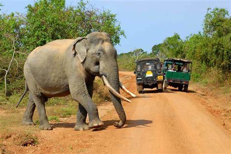 The Ultimate Yala Safari Guide | The Luxury Travel Channel