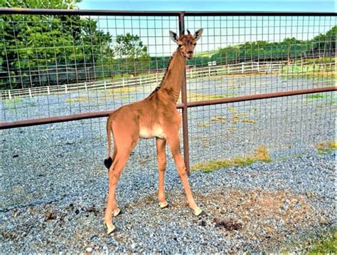 Rare Spotless Giraffe Is Born at Tennessee Zoo | Engoo Daily News