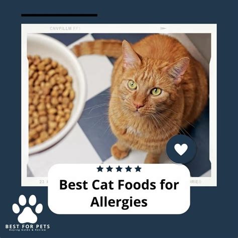 The 5 Best Cat Foods for Allergies - BestForPets.org