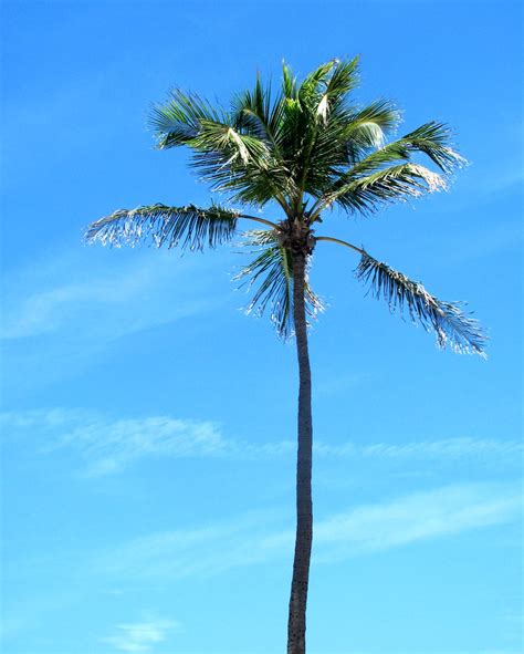 Palm Tree | Lake Worth beach palm trees. | Danielle Elder | Flickr