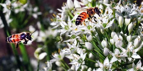 Entomology professor explains how homeowners, gardeners can help bee populations thrive