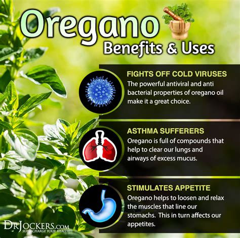 12 Ways to Use Oregano to Improve Your Immune System