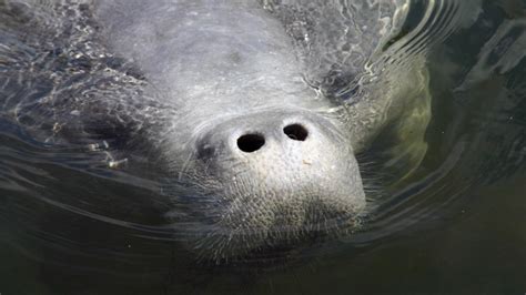 FWC: Keep a lookout for manatees in motion this spring