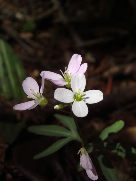 Tales From the Trails: Flowers in the Redwood Forest