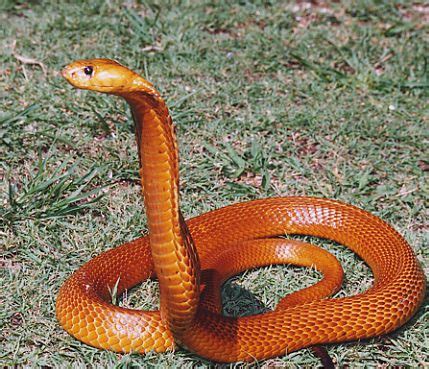 Cape Cobra Facts and Pictures | Reptile Fact