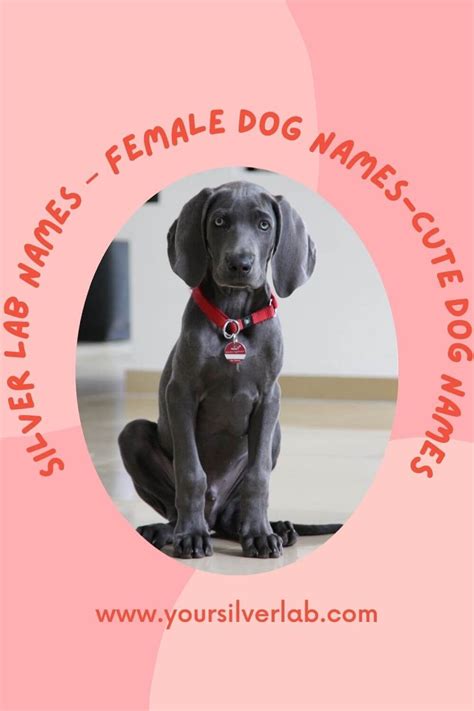 Silver Lab Names – Female Dog Names-Cute Dog Names [Free File] | Dog ...