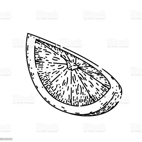 Lime Slice Cut Sketch Hand Drawn Vector Stock Illustration - Download ...