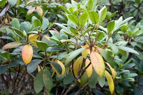 Rhododendron problems: pests & diseases - Plantura