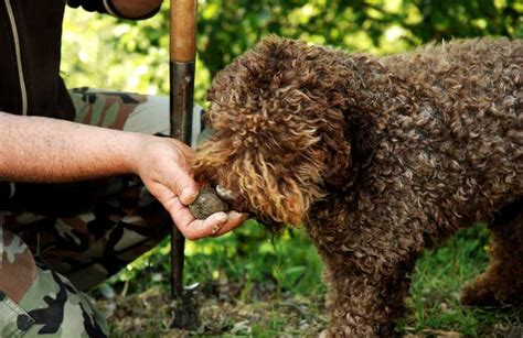 Cani da tartufo, ecco i migliori per la ricerca del tubero