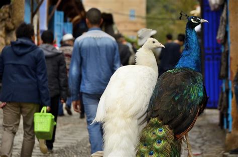 Chefchaouen - Mediterranean Morocco - Around Guides