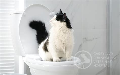 41 Cat Urinary Blockage Symptoms Pics – Pet My Favourite