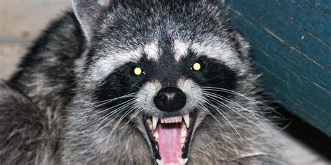 What Diseases Are Carried By Raccoons?