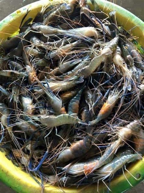 Prawn Farming At Home for Maximum Profits | Agri Farming