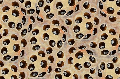 What is Trypophobia? - WorldAtlas