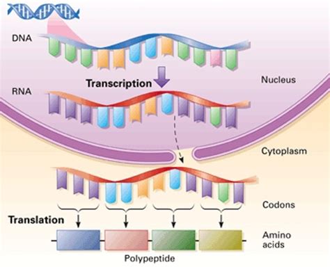 Describe the Role of Transfer Rna in Protein Synthesis - Sonia-has-Tucker