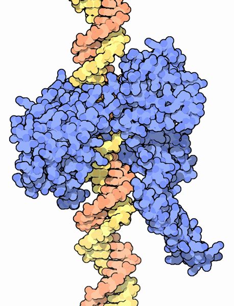 PDB-101: Molecule of the Month: Topoisomerases